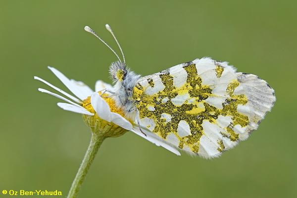 כתום-כנף המצילתיים, Anthocharis cardamines