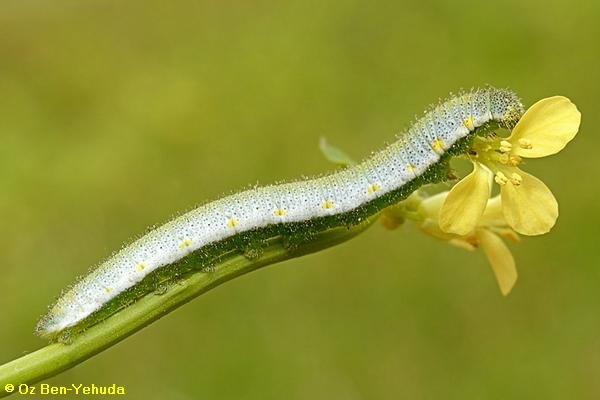 כתום-כנף המצילתיים, Anthocharis cardamines