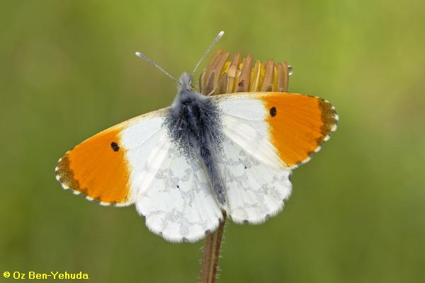 כתום-כנף המצילתיים, Anthocharis cardamines
