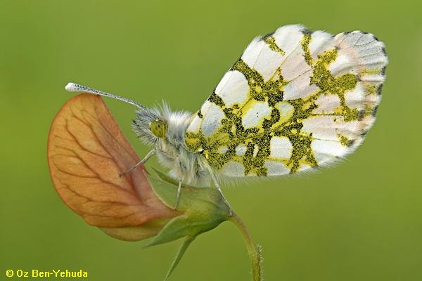 כתום-כנף המצילתיים, Anthocharis cardamines