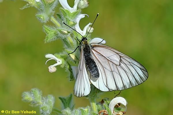 לבנין העוזרר, Aporia crataegi 