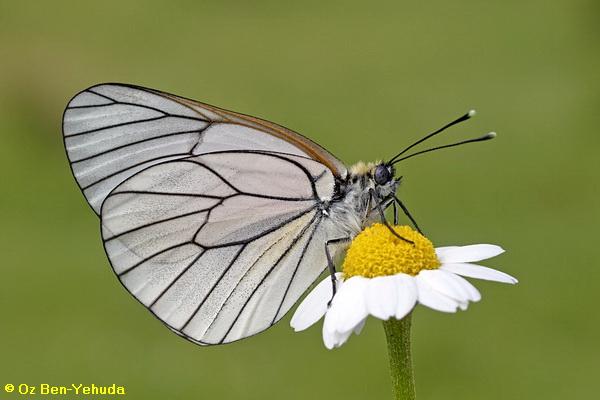 לבנין העוזרר, Aporia crataegi 