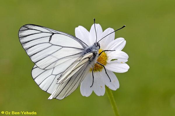 לבנין העוזרר, Aporia crataegi 