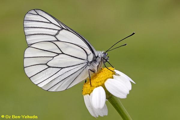 לבנין העוזרר, Aporia crataegi 