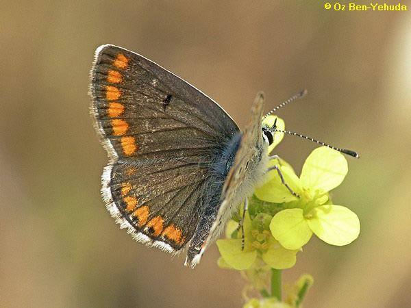 כחליל הגרניון      Aricia agestis  