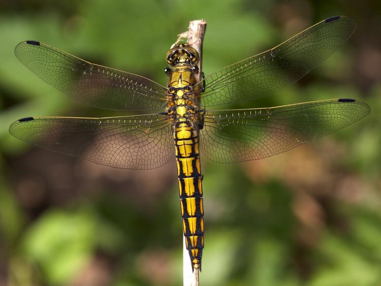 ריחופית שחורת קצה Orthetrum Cancellatum