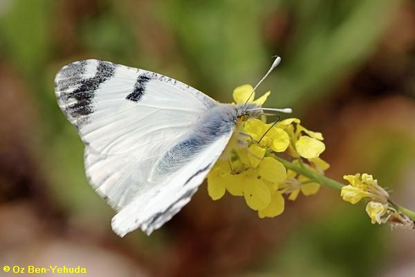 לבנין מזרחי, Euchloe ausonia
