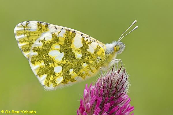 לבנין מזרחי, Euchloe ausonia