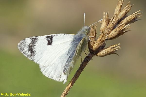 לבנין ירוק פסים  ,Euchloe belemia  