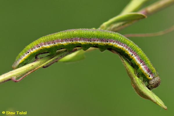 לבנין ירוק פסים  ,Euchloe belemia  