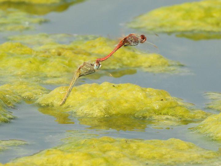 עפיפונית משוטטת Sympetrum Fonscolombii 