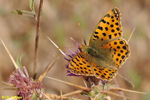 נימפית הפנינים, Issoria lathonia