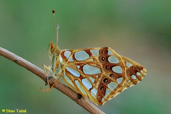נימפית הפנינים, Issoria lathonia