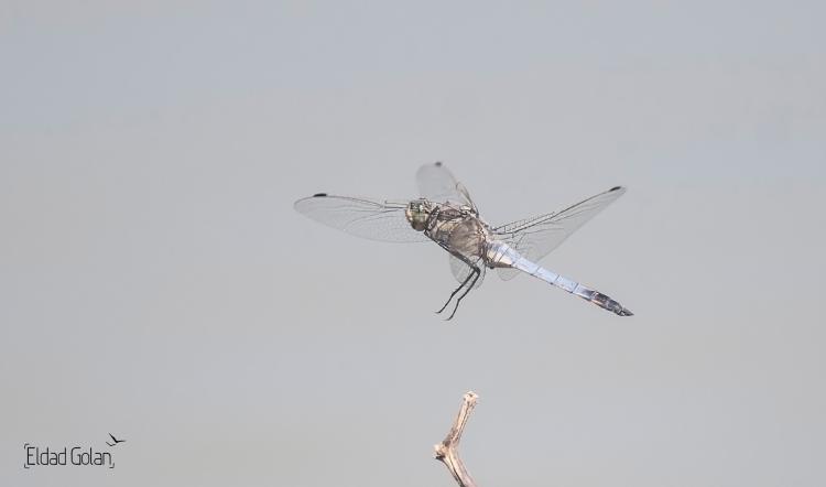 ריחופית שחורת קצה Orthetrum Cancellatum