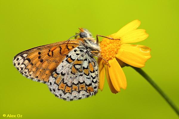 נימפית הברוניקה ,Melitaea cinxia  