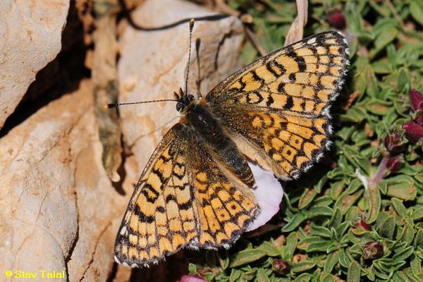 נימפית הברוניקה ,Melitaea cinxia  