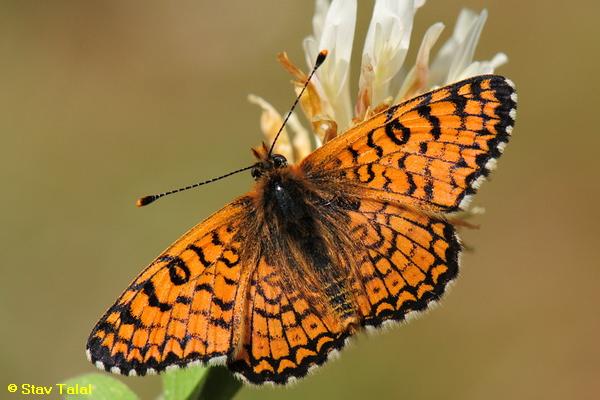 נימפית הברוניקה ,Melitaea cinxia  