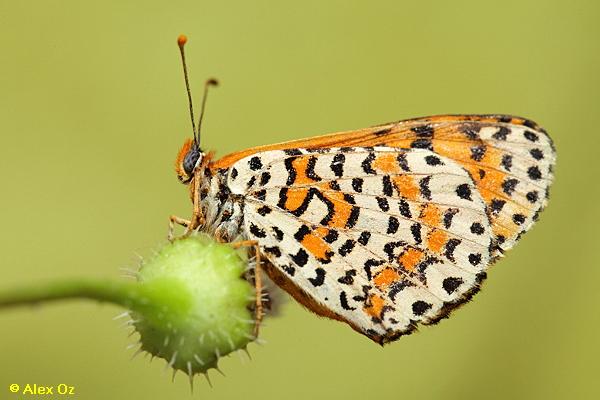 נימפית המדבר, Melitaea deserticola