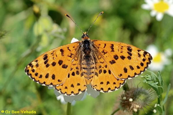 נימפית המדבר, Melitaea deserticola