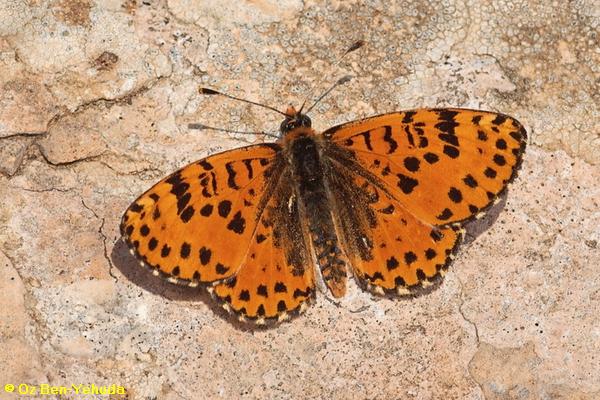 נימפית המדבר, Melitaea deserticola
