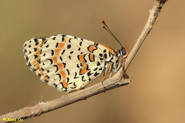 נימפית הלבנון ,Melitaea didyma