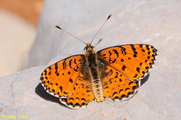 נימפית פרסית ,Melitaea persea   