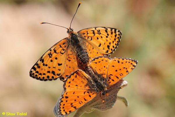 נימפית פרסית ,Melitaea persea   