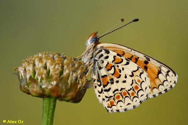 נימפית ירושלים, Melitaea ornata