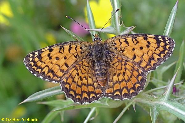 נימפית ירושלים, Melitaea ornata