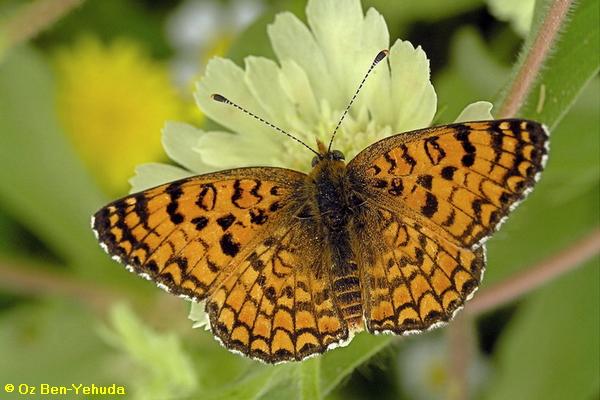 נימפית ירושלים, Melitaea ornata