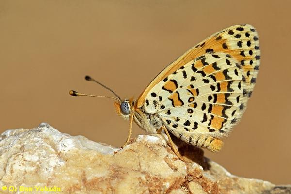 נימפית הבוצין, Melitaea trivia
