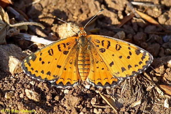 נימפית הבוצין, Melitaea trivia