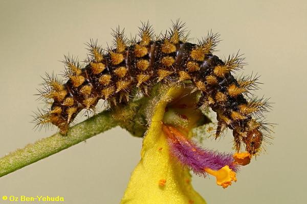 נימפית הבוצין, Melitaea trivia