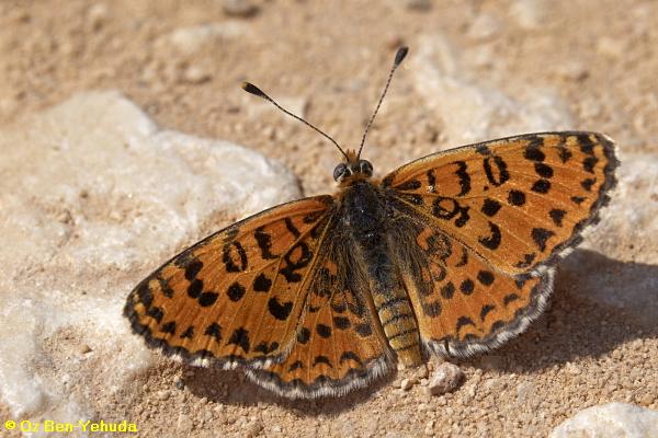 נימפית הבוצין