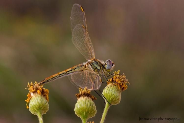 עפיפונית משוטטת Sympetrum Fonscolombii 