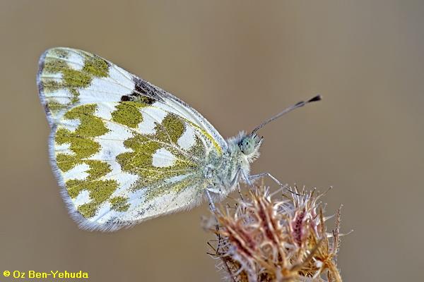 לבנין הרכפה ,Pontia daplidice