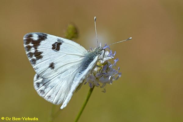 לבנין הרכפה ,Pontia daplidice