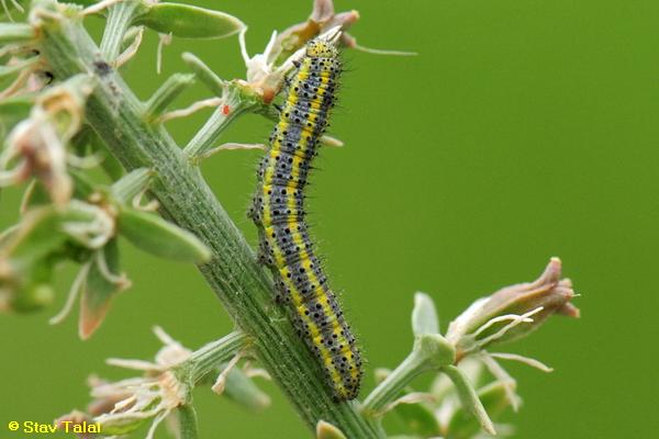 לבנין הרכפה ,Pontia daplidice