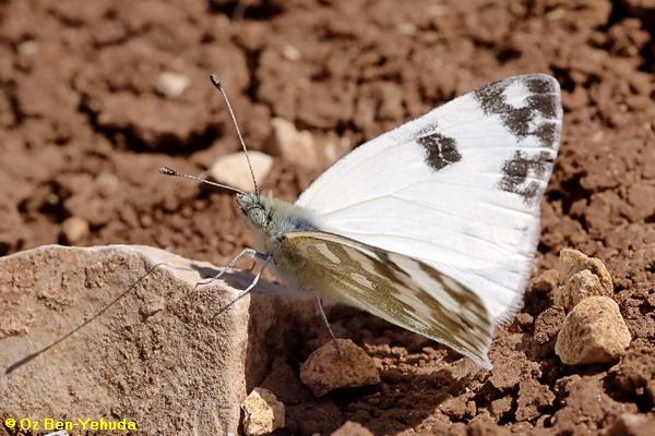 לבנין הרכפה ,Pontia daplidice