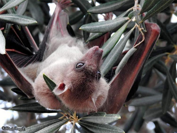 עטלף פירות Rousettus aegyptiacus