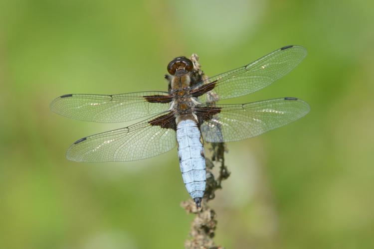 טיסנית רחבת גוף Libellula Depressa