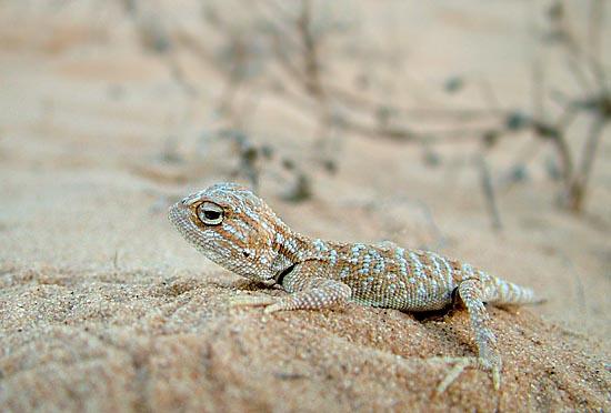 חרדון חולות, Trapelus savignii