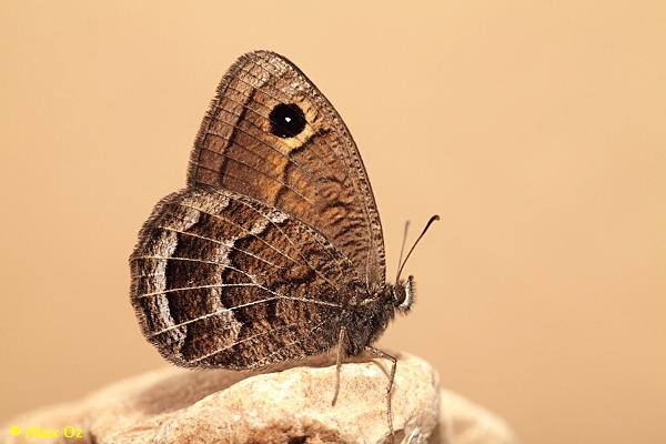 סטירית ההרים,  Satyrus amasinus