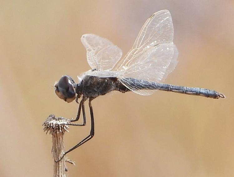 נסקנית ערפילית Selyiothemis Nigra