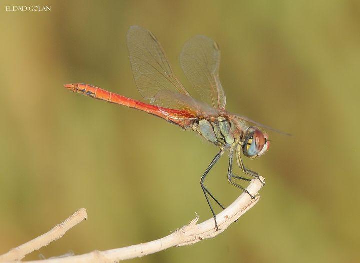 עפיפונית משוטטת Sympetrum Fonscolombii 