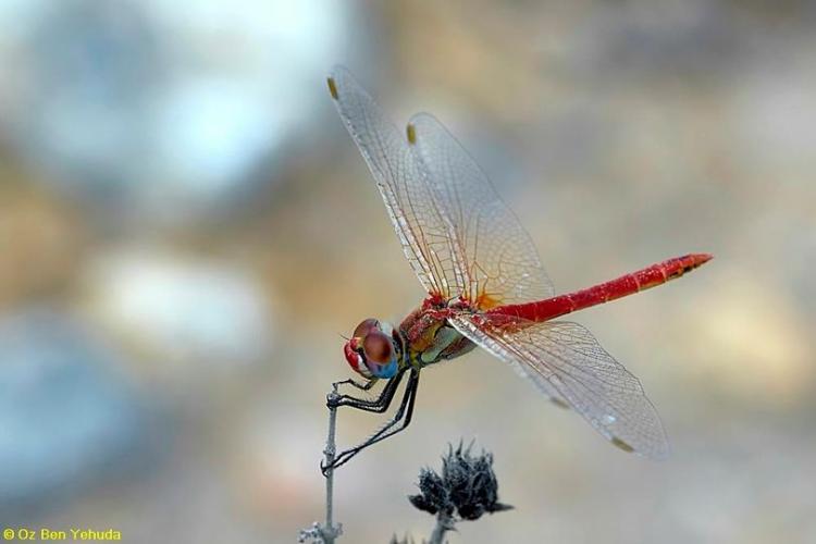 עפיפונית משוטטת Sympetrum Fonscolombii 