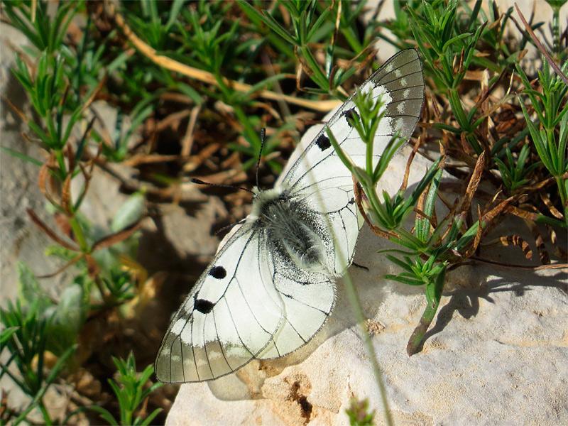 צבעוני החרמון ,Parnassius mnemosyne