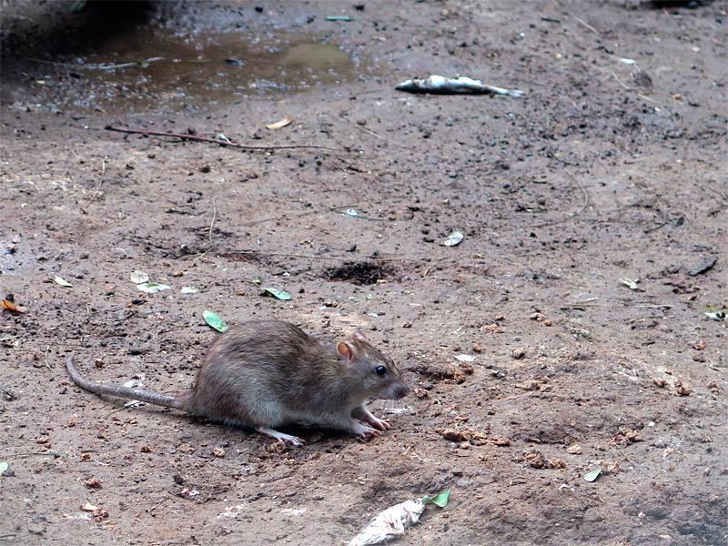 חולדת חוף (Rattus norvegicus)