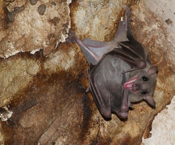 עטלף פרי מצוי  Rousettus aegyptiacus