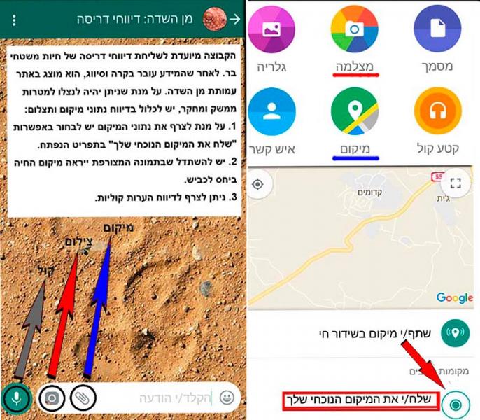 דיווח דריסה